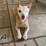 Entry image for Senator Wrigley