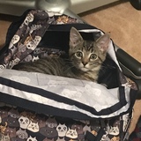 Entry image for Bean