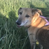 Entry image for Beatrice Coyote