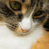 Entry image for Poppy