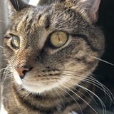 Entry image for Tink