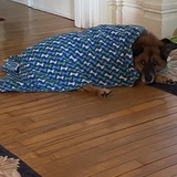 Entry image for Zeke