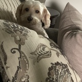 Entry image for Tidbit