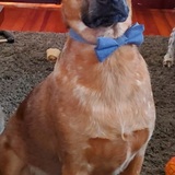 Entry image for Lincoln