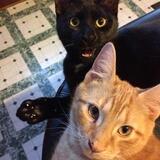 Entry image for Luke and Leia