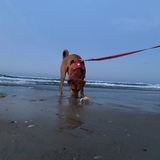 Entry image for Reese