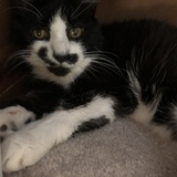 Entry image for Moustacha