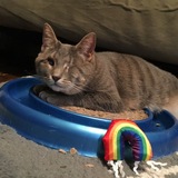 Entry image for Freesia