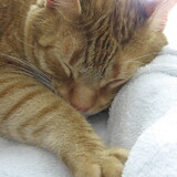 Entry image for JoJo