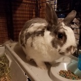 Entry image for Piper