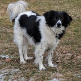 Entry image for Riley 