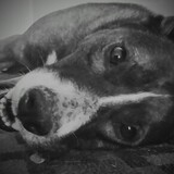 Entry image for Boss