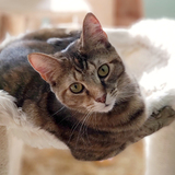 Entry image for Sabrina