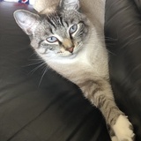 Entry image for Oliver