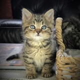 Entry image for Jensen