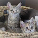 Entry image for Florence & Sicily