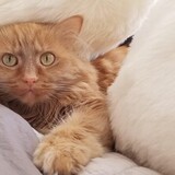 Entry image for Emerson/Emmy/Kit Cat