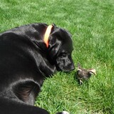 Entry image for Elvira