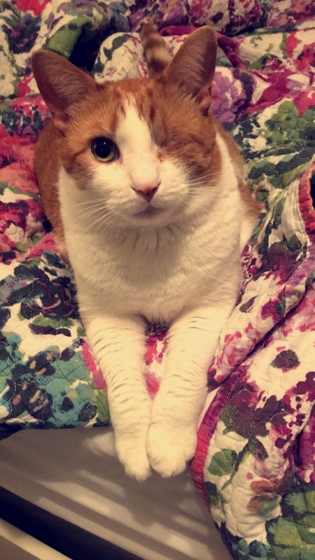 Entry image for Freddie. Clicking this image will show a larger photo