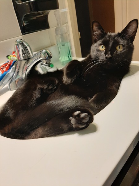 Entry image for Silas. Clicking this image will show a larger photo