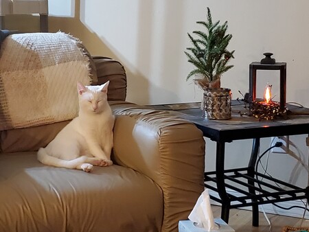 Entry image for SCOOTER. Clicking this image will show a larger photo