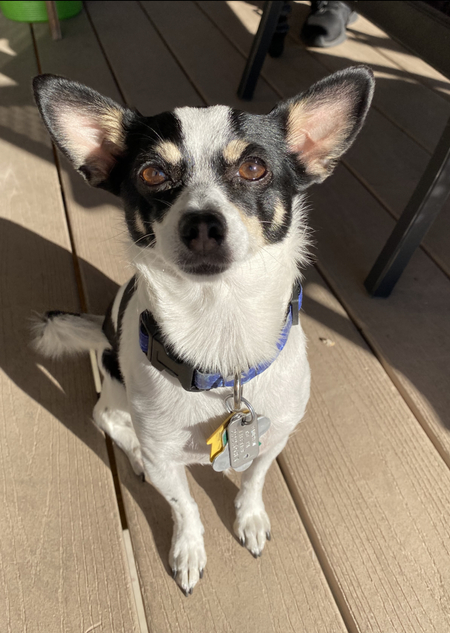 Entry image for Sadie. Clicking this image will show a larger photo