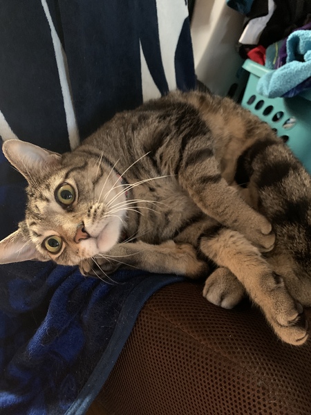 Entry image for Jasmine. Clicking this image will show a larger photo