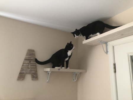 Entry image for Sylvester and Champ. Clicking this image will show a larger photo