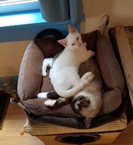 Entry image for Tawny and Yogi. Clicking this image will show a larger photo