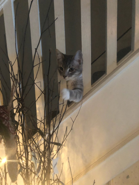 Entry image for Lark. Clicking this image will show a larger photo