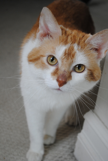 Entry image for Quinn. Clicking this image will show a larger photo