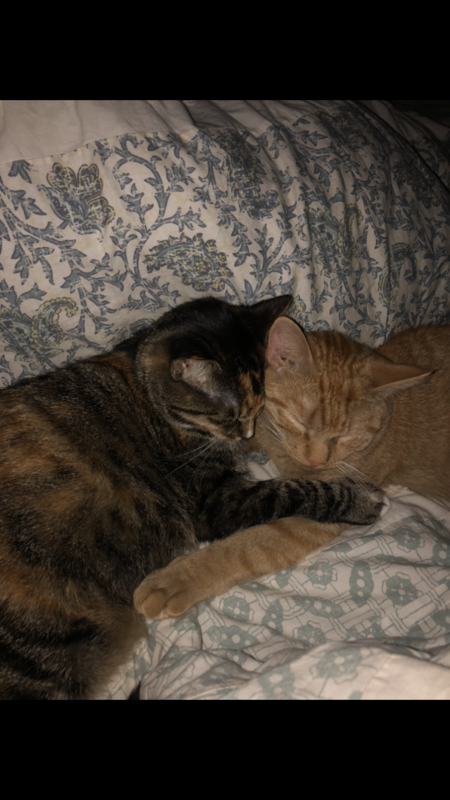 Entry image for Sophie and Meeko. Clicking this image will show a larger photo