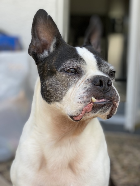 Entry image for Abby. Clicking this image will show a larger photo