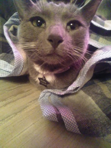 Entry image for Bobby Bobcat. Clicking this image will show a larger photo