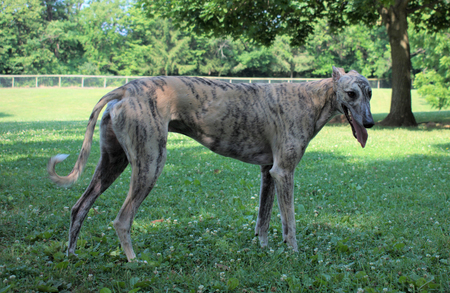 Entry image for Lenny. Clicking this image will show a larger photo