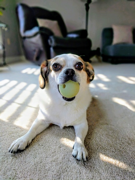 Entry image for Remy. Clicking this image will show a larger photo