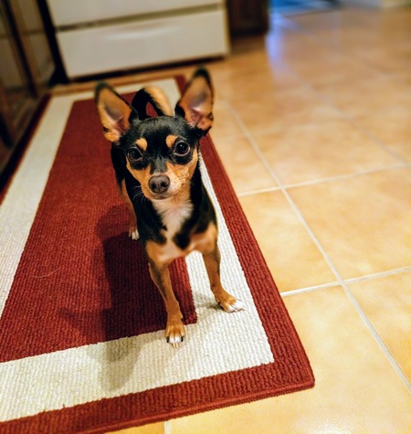 Entry image for Luna. Clicking this image will show a larger photo