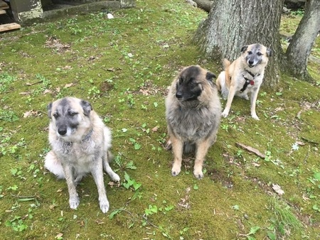 Entry image for Raya, Murphy, Candy. Clicking this image will show a larger photo