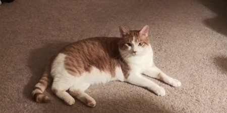 Entry image for Rocco. Clicking this image will show a larger photo