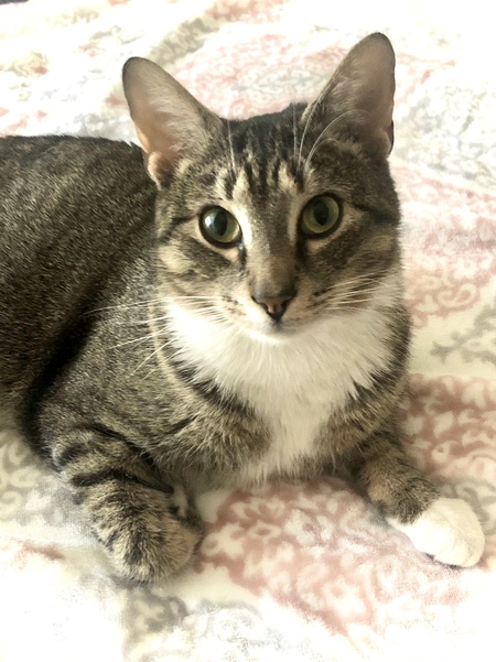 Entry image for Mr. Toliman (Tolly) - formerly “Leo”. Clicking this image will show a larger photo