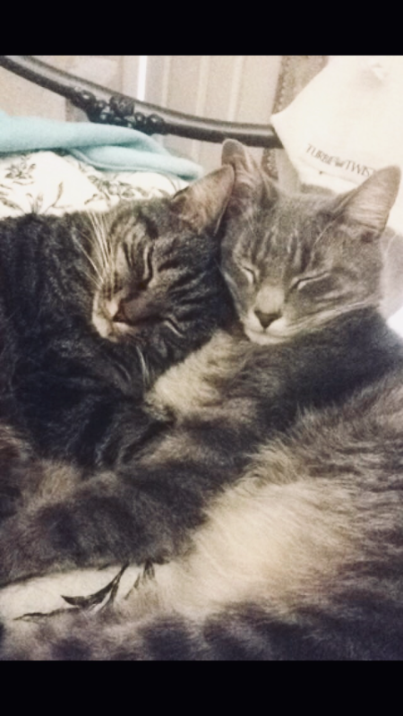 Entry image for Linus & Luci. Clicking this image will show a larger photo