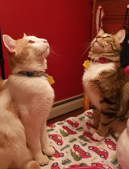 Entry image for Bear and Moose. Clicking this image will show a larger photo