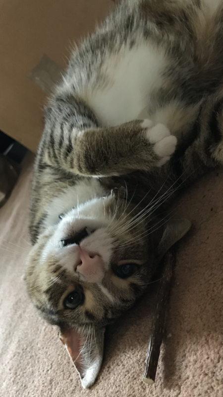 Entry image for Jasper. Clicking this image will show a larger photo