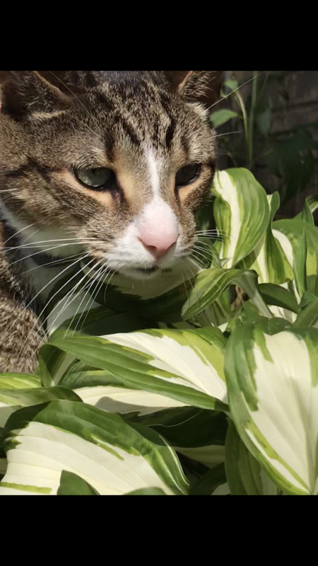 Entry image for Jasper. Clicking this image will show a larger photo