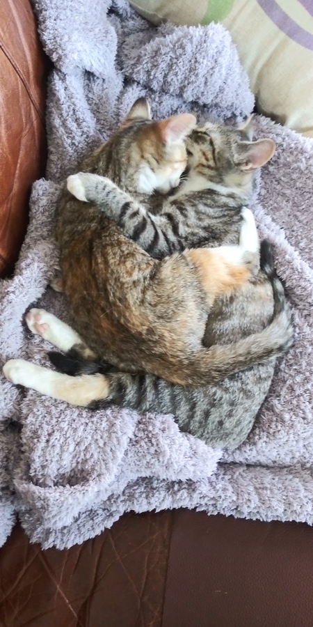 Entry image for Sienna and Amelia. Clicking this image will show a larger photo