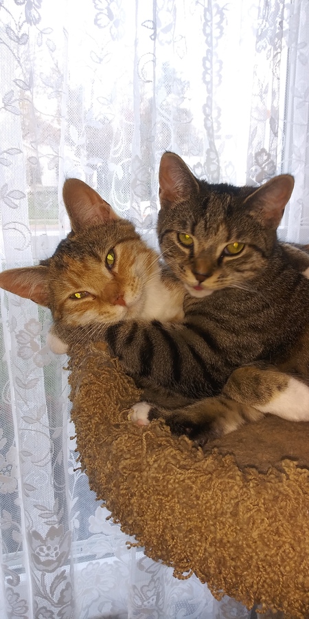 Entry image for Sienna and Amelia. Clicking this image will show a larger photo