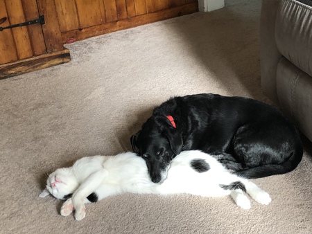 Entry image for Charlie and Gizmo. Clicking this image will show a larger photo