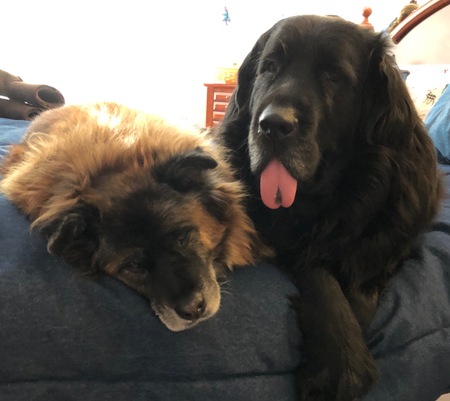 Entry image for Savannah and Sophie. Clicking this image will show a larger photo