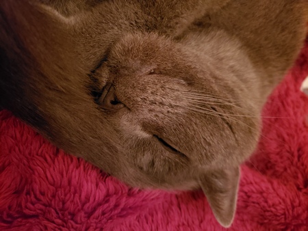 Entry image for Valentino. Clicking this image will show a larger photo