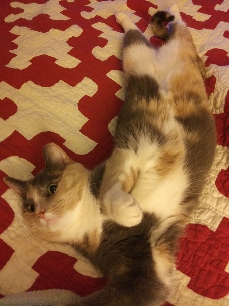 Entry image for Cloey Funfetti. Clicking this image will show a larger photo